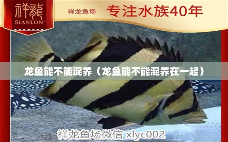 龍魚能不能混養(yǎng)（龍魚能不能混養(yǎng)在一起） 廣州龍魚批發(fā)市場