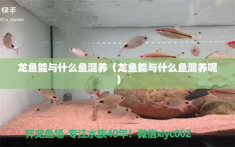 龍魚能與什么魚混養(yǎng)（龍魚能與什么魚混養(yǎng)呢）