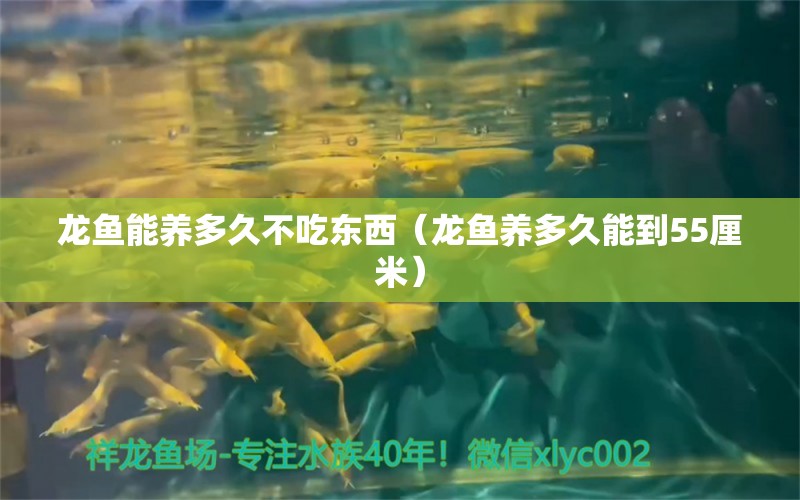 龍魚能養(yǎng)多久不吃東西（龍魚養(yǎng)多久能到55厘米）