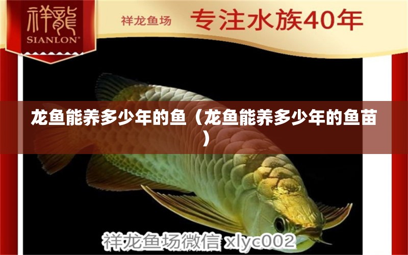 龍魚能養(yǎng)多少年的魚（龍魚能養(yǎng)多少年的魚苗）