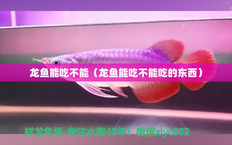 龍魚能吃不能（龍魚能吃不能吃的東西）