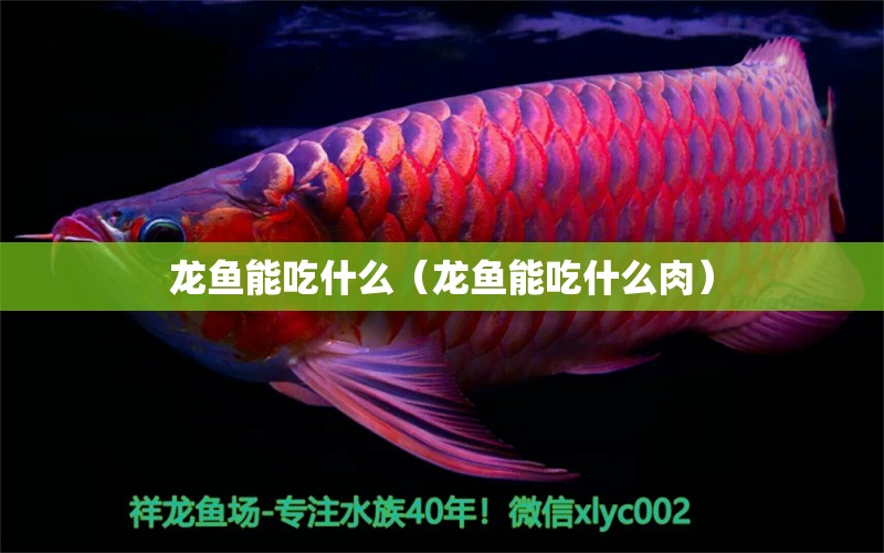 龍魚能吃什么（龍魚能吃什么肉）