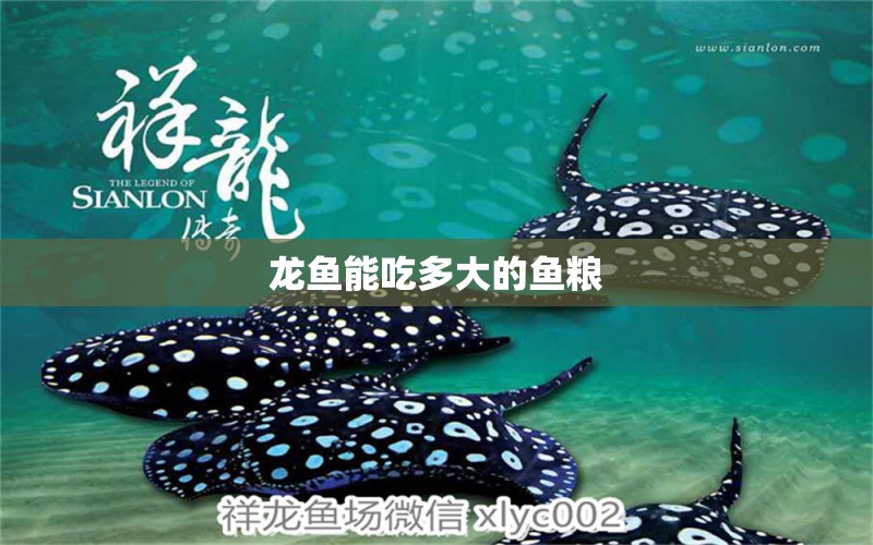 龍魚(yú)能吃多大的魚(yú)糧