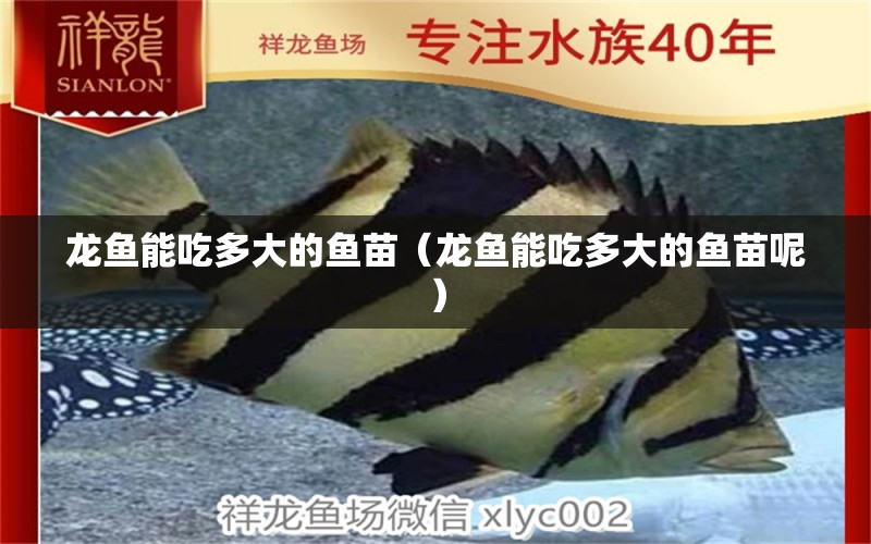 龍魚能吃多大的魚苗（龍魚能吃多大的魚苗呢） 廣州龍魚批發(fā)市場(chǎng)