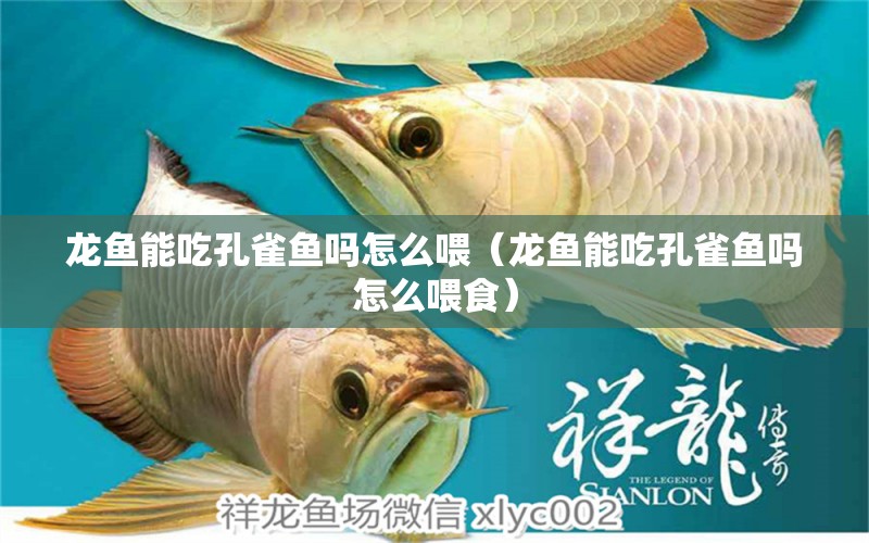 龍魚能吃孔雀魚嗎怎么喂（龍魚能吃孔雀魚嗎怎么喂食） 廣州龍魚批發(fā)市場