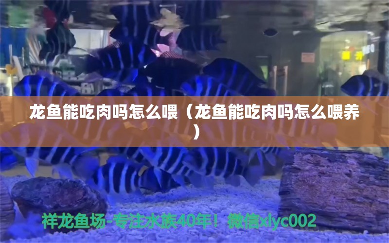 龍魚能吃肉嗎怎么喂（龍魚能吃肉嗎怎么喂養(yǎng)） 暹羅巨鯉