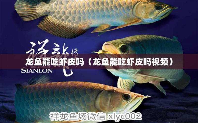 龍魚能吃蝦皮嗎（龍魚能吃蝦皮嗎視頻）