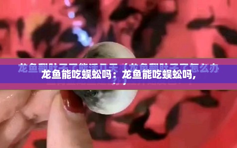 龍魚能吃蜈蚣嗎：龍魚能吃蜈蚣嗎, 水族問答