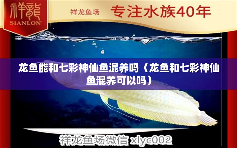 龍魚能和七彩神仙魚混養(yǎng)嗎（龍魚和七彩神仙魚混養(yǎng)可以嗎）