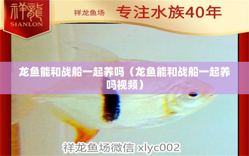 龍魚能和戰(zhàn)船一起養(yǎng)嗎（龍魚能和戰(zhàn)船一起養(yǎng)嗎視頻）