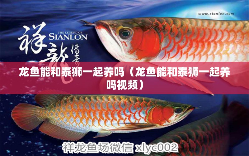 龍魚能和泰獅一起養(yǎng)嗎（龍魚能和泰獅一起養(yǎng)嗎視頻）