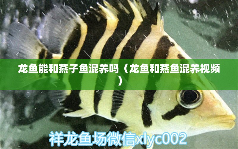 龍魚(yú)能和燕子魚(yú)混養(yǎng)嗎（龍魚(yú)和燕魚(yú)混養(yǎng)視頻）