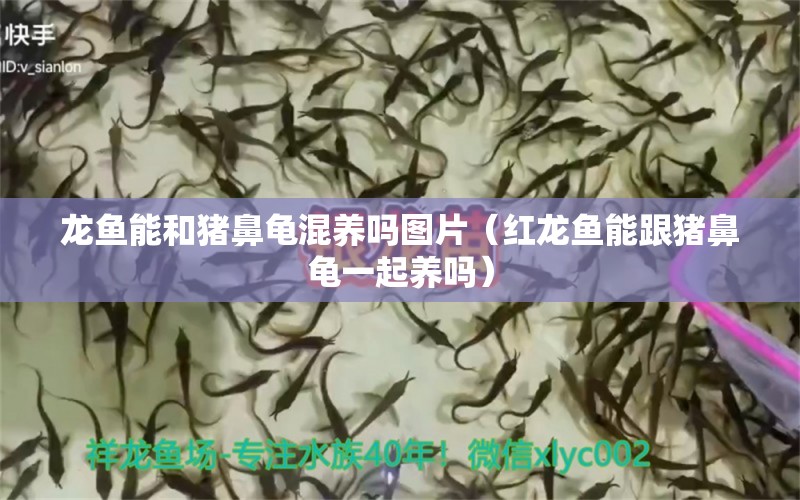 龍魚能和豬鼻龜混養(yǎng)嗎圖片（紅龍魚能跟豬鼻龜一起養(yǎng)嗎）