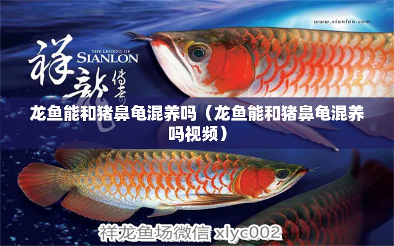 龍魚(yú)能和豬鼻龜混養(yǎng)嗎（龍魚(yú)能和豬鼻龜混養(yǎng)嗎視頻） 豬鼻龜