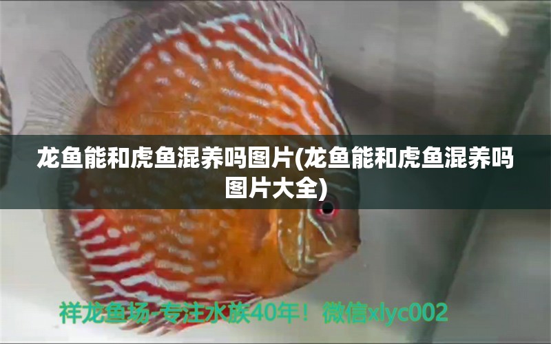 龍魚(yú)能和虎魚(yú)混養(yǎng)嗎圖片(龍魚(yú)能和虎魚(yú)混養(yǎng)嗎圖片大全) 虎魚(yú)百科