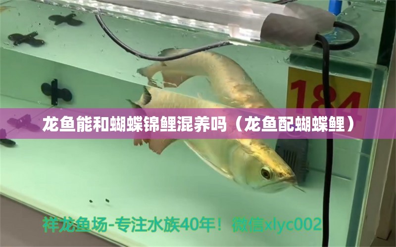 龍魚能和蝴蝶錦鯉混養(yǎng)嗎（龍魚配蝴蝶鯉） 蝴蝶鯉 第1張