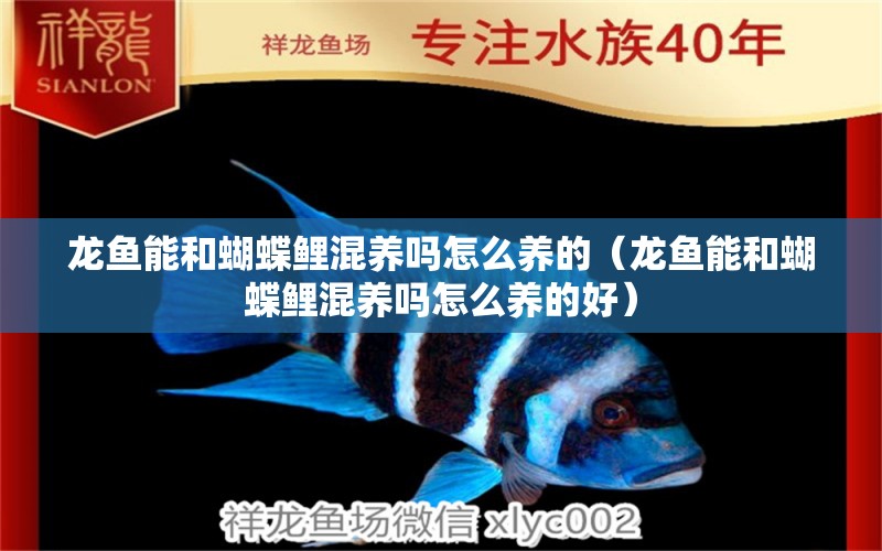 龍魚(yú)能和蝴蝶鯉混養(yǎng)嗎怎么養(yǎng)的（龍魚(yú)能和蝴蝶鯉混養(yǎng)嗎怎么養(yǎng)的好）