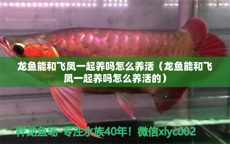 龍魚能和飛鳳一起養(yǎng)嗎怎么養(yǎng)活（龍魚能和飛鳳一起養(yǎng)嗎怎么養(yǎng)活的）