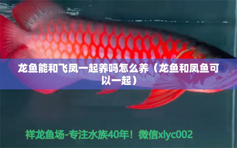 龍魚能和飛鳳一起養(yǎng)嗎怎么養(yǎng)（龍魚和鳳魚可以一起）