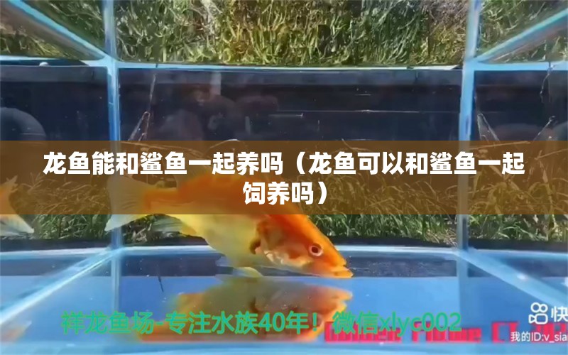 龍魚能和鯊魚一起養(yǎng)嗎（龍魚可以和鯊魚一起飼養(yǎng)嗎）