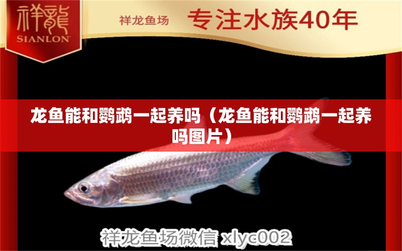 龍魚能和鸚鵡一起養(yǎng)嗎（龍魚能和鸚鵡一起養(yǎng)嗎圖片）