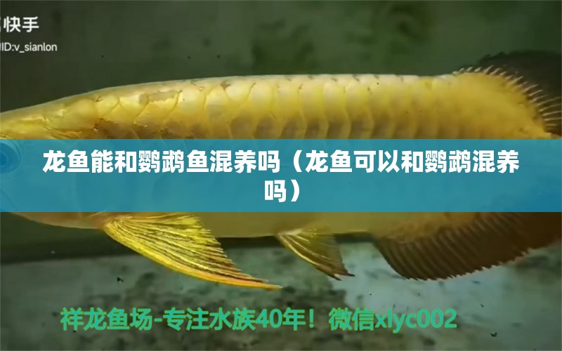 龍魚能和鸚鵡魚混養(yǎng)嗎（龍魚可以和鸚鵡混養(yǎng)嗎）