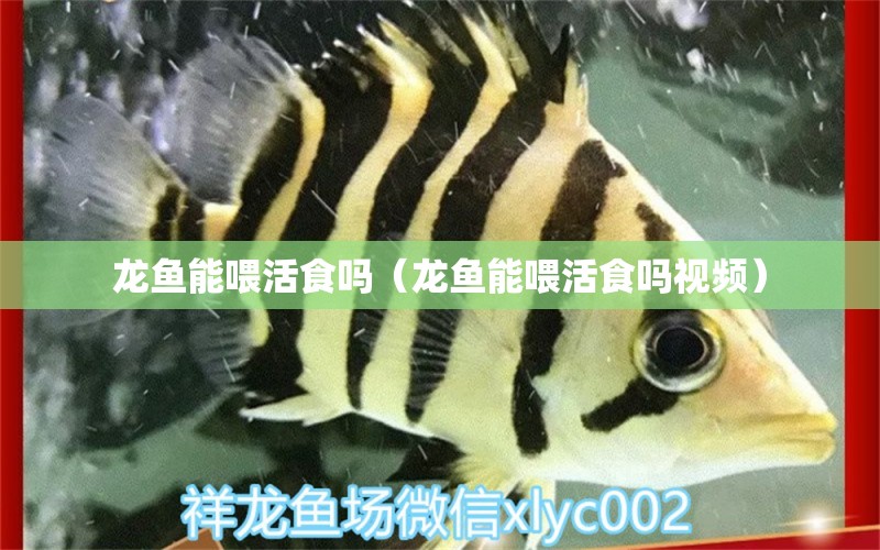 龍魚(yú)能喂活食嗎（龍魚(yú)能喂活食嗎視頻） 廣州龍魚(yú)批發(fā)市場(chǎng)