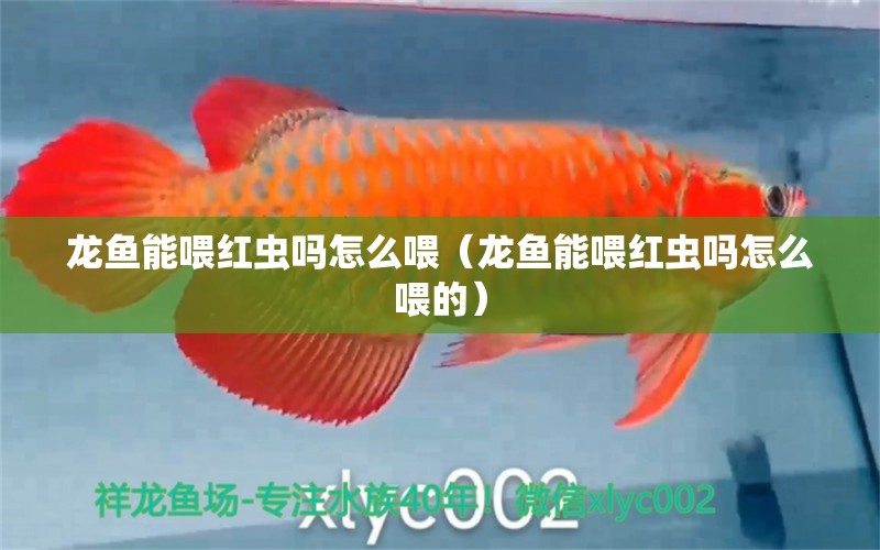 龍魚(yú)能喂紅蟲(chóng)嗎怎么喂（龍魚(yú)能喂紅蟲(chóng)嗎怎么喂的）