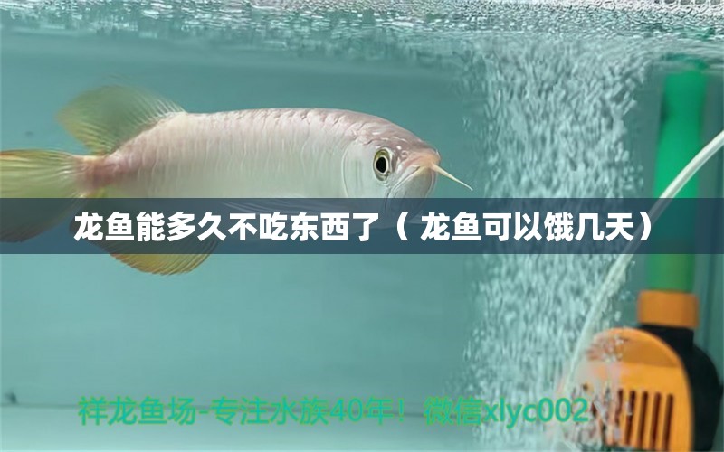 龍魚能多久不吃東西了（ 龍魚可以餓幾天）