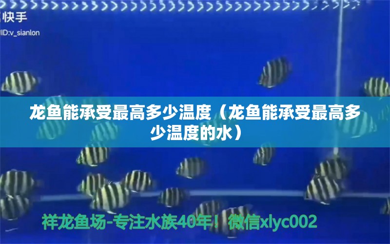 龍魚能承受最高多少溫度（龍魚能承受最高多少溫度的水）