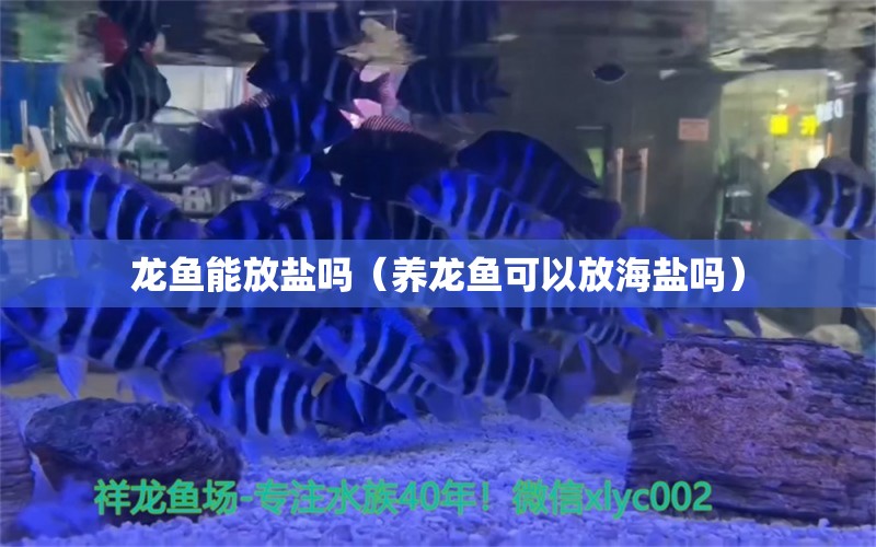 龍魚能放鹽嗎（養(yǎng)龍魚可以放海鹽嗎）