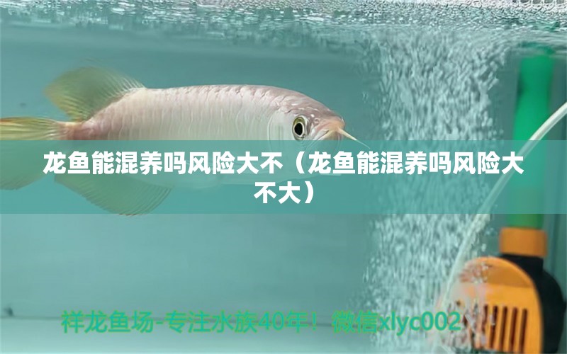 龍魚能混養(yǎng)嗎風險大不（龍魚能混養(yǎng)嗎風險大不大）