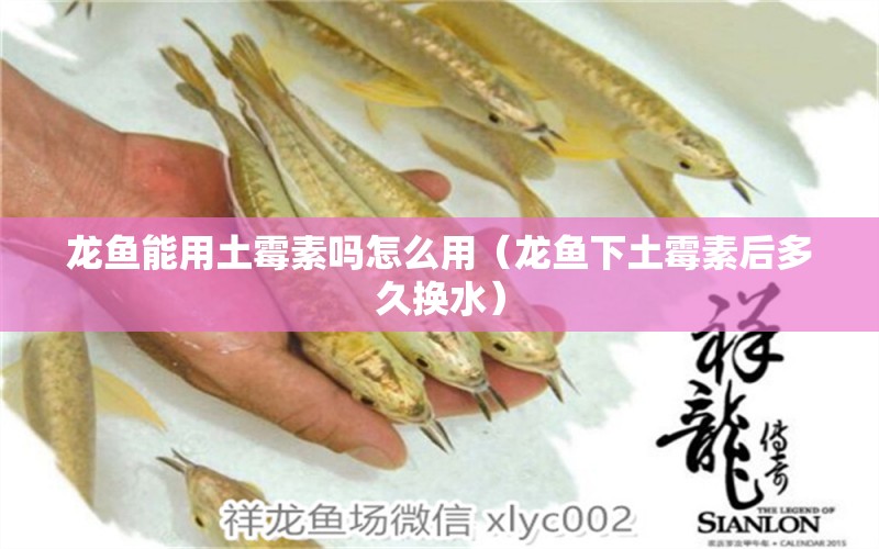 龍魚能用土霉素嗎怎么用（龍魚下土霉素后多久換水）