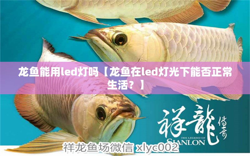 龍魚能用led燈嗎【龍魚在led燈光下能否正常生活？】 水族問答 第1張