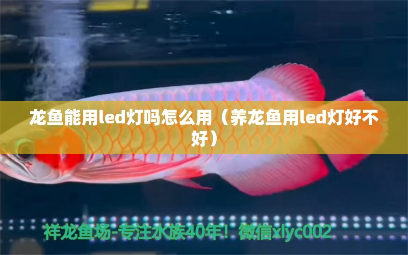 龍魚能用led燈嗎怎么用（養(yǎng)龍魚用led燈好不好）