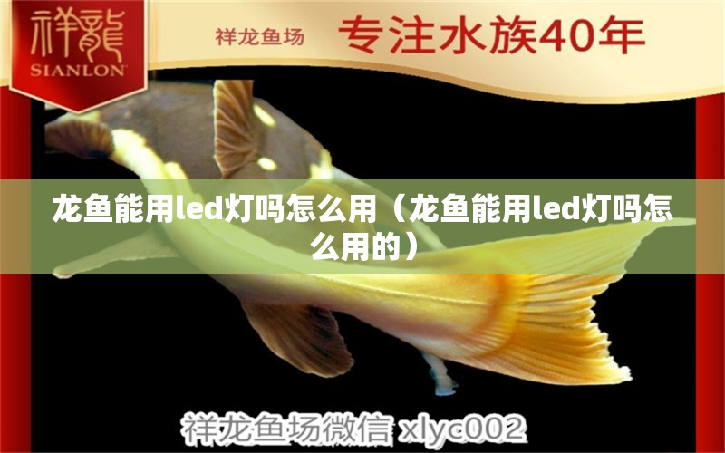 龍魚能用led燈嗎怎么用（龍魚能用led燈嗎怎么用的） 廣州龍魚批發(fā)市場