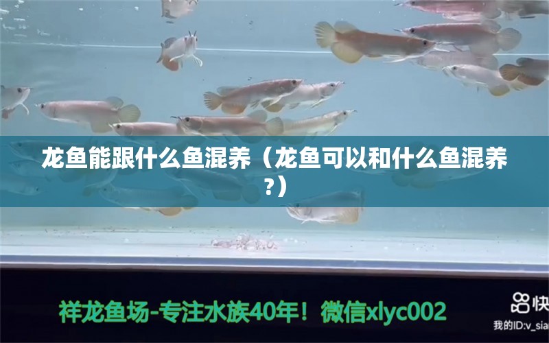 龍魚能跟什么魚混養(yǎng)（龍魚可以和什么魚混養(yǎng)?）