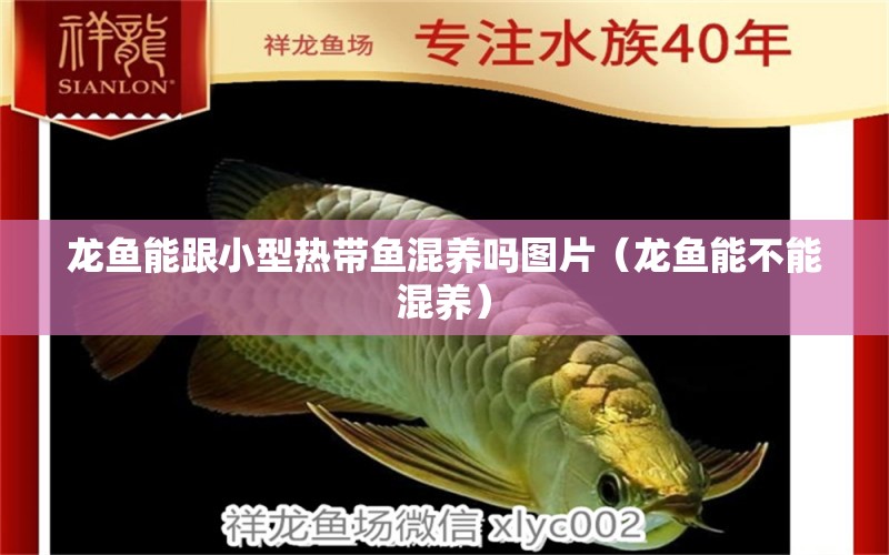 龍魚能跟小型熱帶魚混養(yǎng)嗎圖片（龍魚能不能混養(yǎng)）