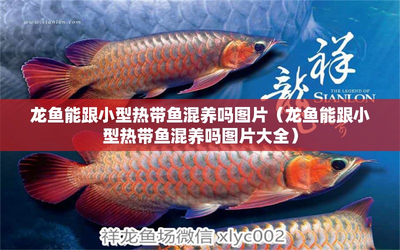 龍魚(yú)能跟小型熱帶魚(yú)混養(yǎng)嗎圖片（龍魚(yú)能跟小型熱帶魚(yú)混養(yǎng)嗎圖片大全） 廣州龍魚(yú)批發(fā)市場(chǎng)