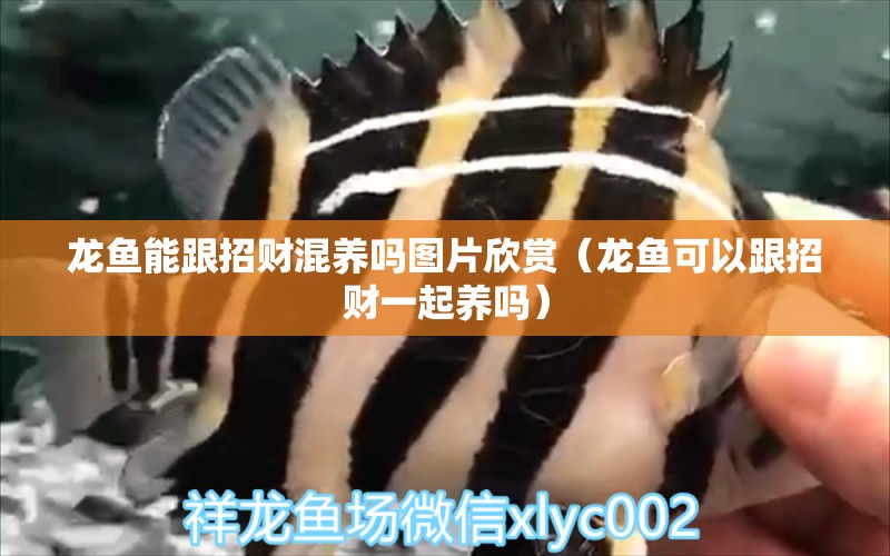 龍魚能跟招財混養(yǎng)嗎圖片欣賞（龍魚可以跟招財一起養(yǎng)嗎） 觀賞魚