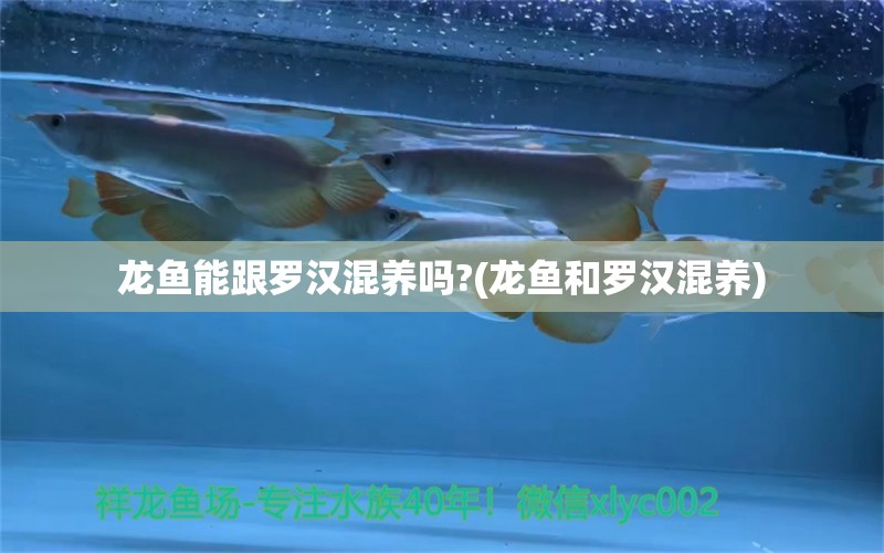 龍魚能跟羅漢混養(yǎng)嗎?(龍魚和羅漢混養(yǎng)) 帝王血鉆魚 第1張