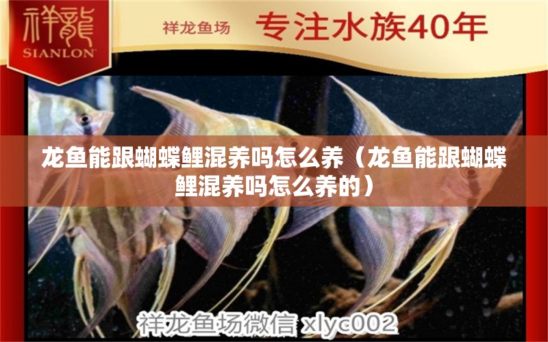 龍魚能跟蝴蝶鯉混養(yǎng)嗎怎么養(yǎng)（龍魚能跟蝴蝶鯉混養(yǎng)嗎怎么養(yǎng)的） 蝴蝶鯉