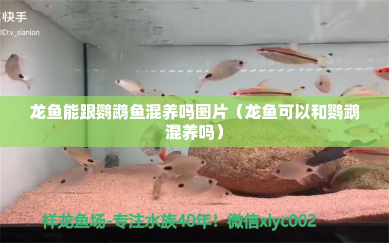 龍魚能跟鸚鵡魚混養(yǎng)嗎圖片（龍魚可以和鸚鵡混養(yǎng)嗎）