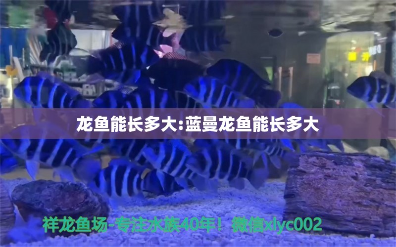 龍魚能長(zhǎng)多大:藍(lán)曼龍魚能長(zhǎng)多大