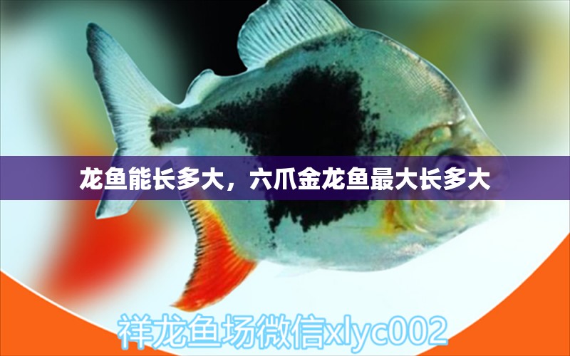 龍魚能長多大，六爪金龍魚最大長多大 養(yǎng)魚的好處 第2張