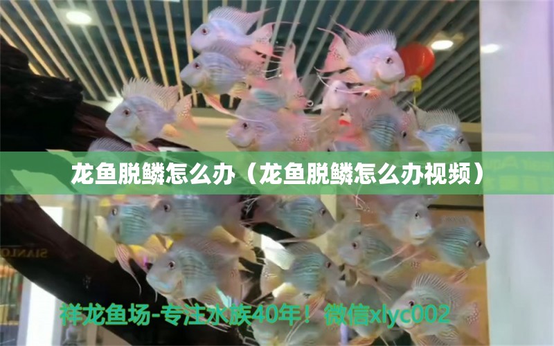 龍魚脫鱗怎么辦（龍魚脫鱗怎么辦視頻）