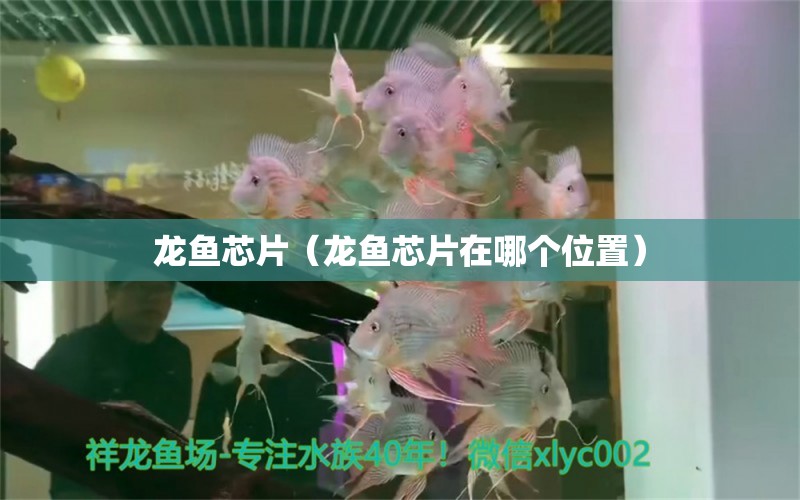 龍魚芯片（龍魚芯片在哪個位置） 孵化器