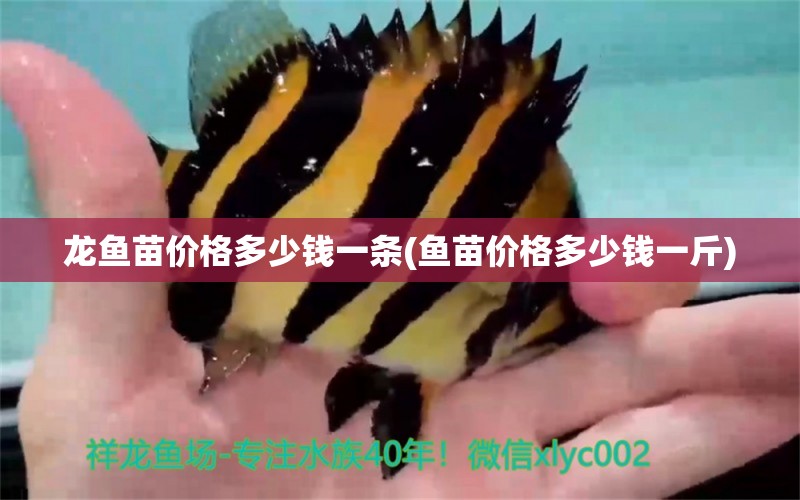 龍魚苗價格多少錢一條(魚苗價格多少錢一斤) 定時器/自控系統(tǒng)