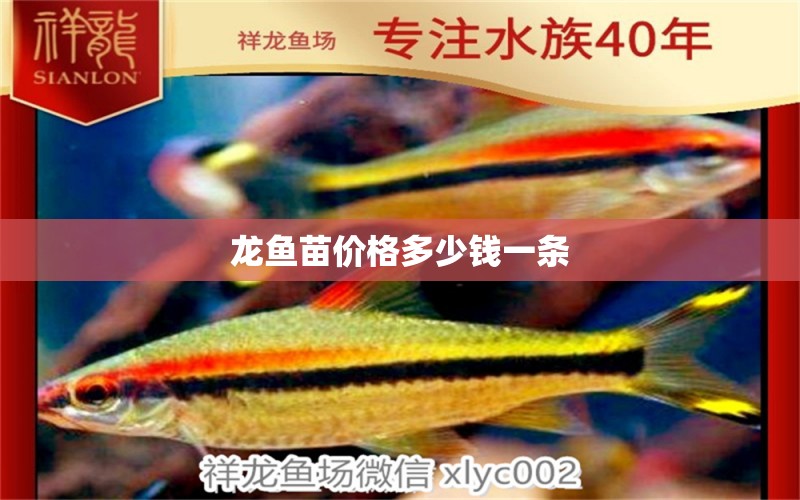 龍魚苗價格多少錢一條