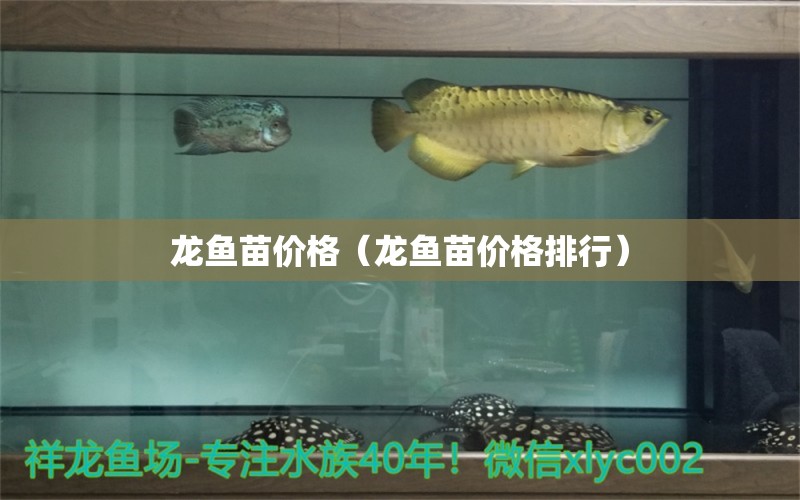 龍魚(yú)苗價(jià)格（龍魚(yú)苗價(jià)格排行） 網(wǎng)上購(gòu)買觀賞魚(yú)